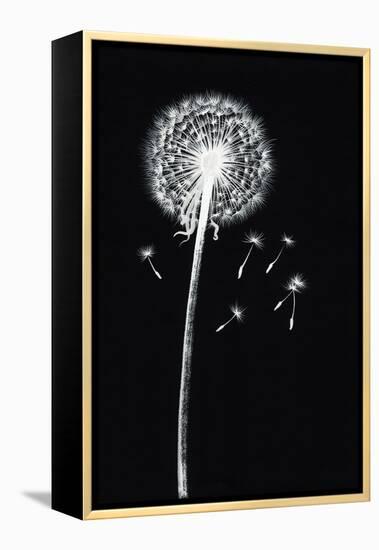Dandelion Watercolor Painted Image-Surovtseva-Framed Stretched Canvas