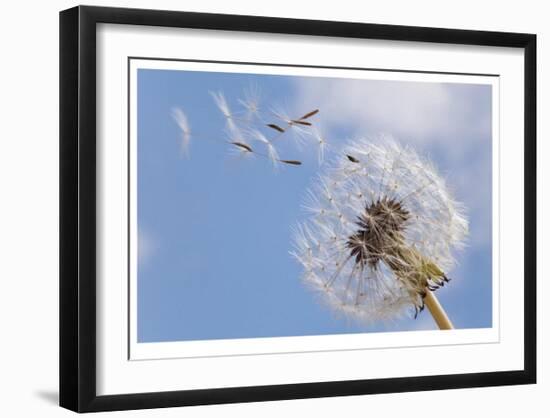 Dandelion Wishes-Donald Paulson-Framed Giclee Print