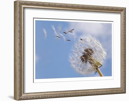Dandelion Wishes-Donald Paulson-Framed Giclee Print