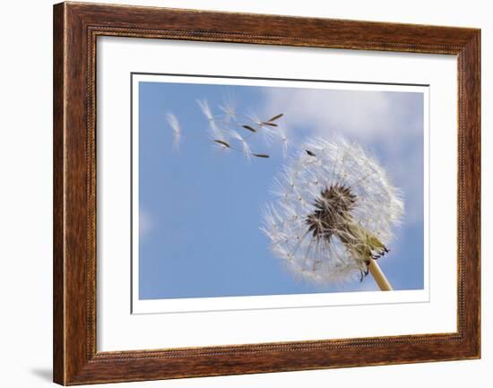 Dandelion Wishes-Donald Paulson-Framed Giclee Print