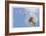 Dandelion Wishes-Donald Paulson-Framed Giclee Print