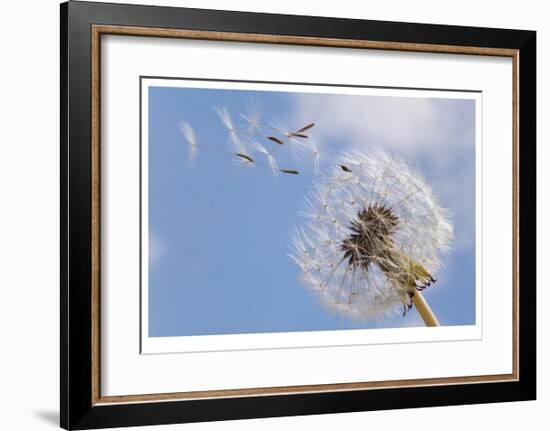 Dandelion Wishes-Donald Paulson-Framed Giclee Print