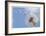 Dandelion Wishes-Donald Paulson-Framed Giclee Print