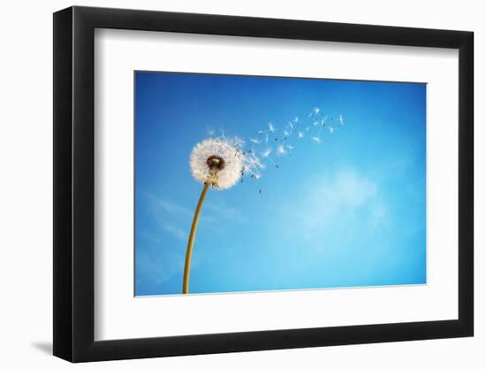 Dandelion with Seeds Blowing Away in the Wind across a Clear Blue Sky with Copy Space-Flynt-Framed Photographic Print