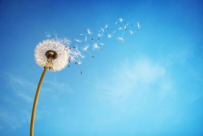 Dandelion With Seeds Blowing Away In The Wind Across A Clear Blue Sky With Copy Space Photographic Print Flynt Art Com