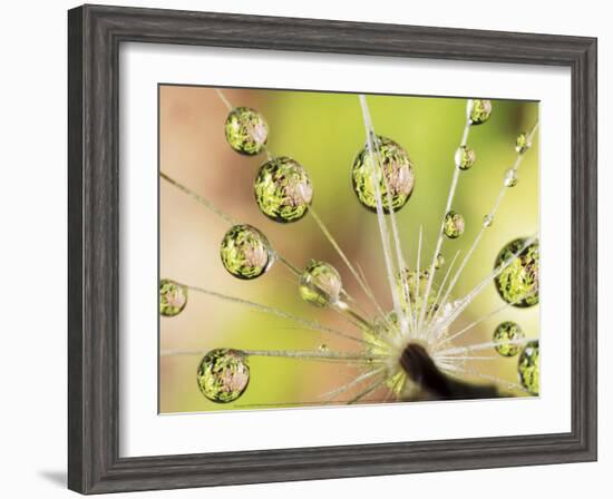 Dandelion-Christopher Talbot Frank-Framed Art Print