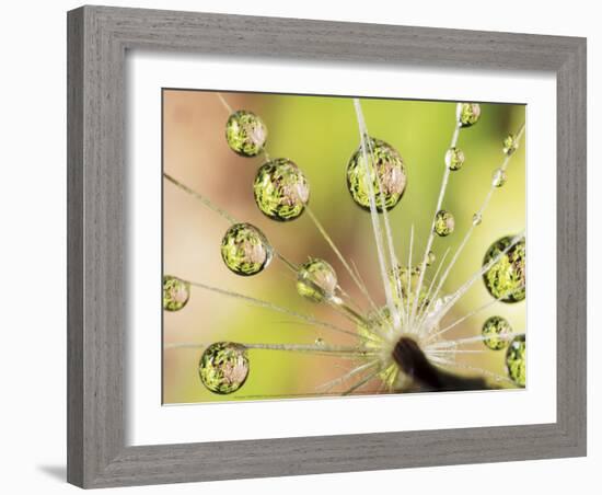 Dandelion-Christopher Talbot Frank-Framed Art Print