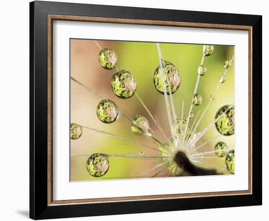 Dandelion-Christopher Talbot Frank-Framed Art Print