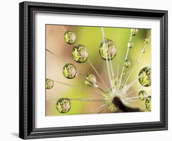 Dandelion-Christopher Talbot Frank-Framed Art Print