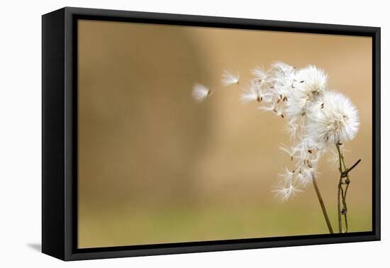 Dandelion-null-Framed Premier Image Canvas