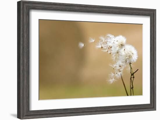 Dandelion-null-Framed Photographic Print