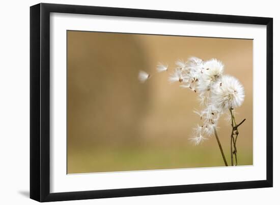 Dandelion-null-Framed Photographic Print