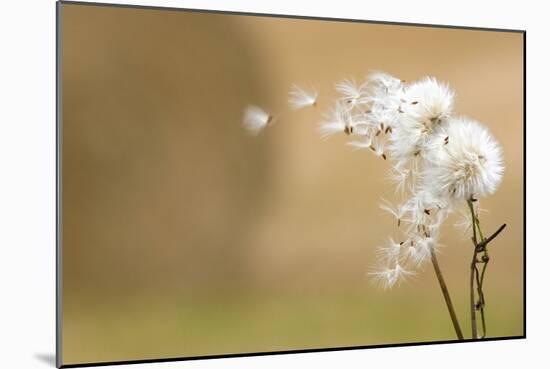 Dandelion-null-Mounted Photographic Print