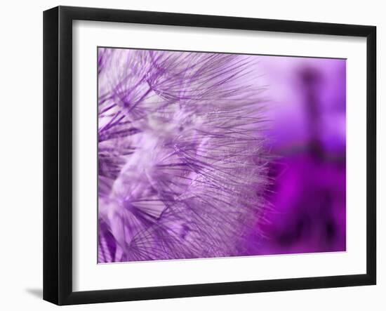 Dandelion-578foot-Framed Art Print