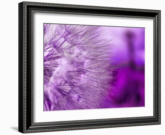 Dandelion-578foot-Framed Art Print