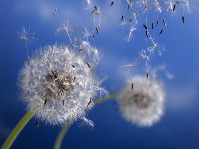 Taming the Blowing Wind by Teresa Garcia Taming the Blowing Wind by Teresa Garcia