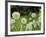 Dandelions, California, USA-Savanah Stewart-Framed Photographic Print