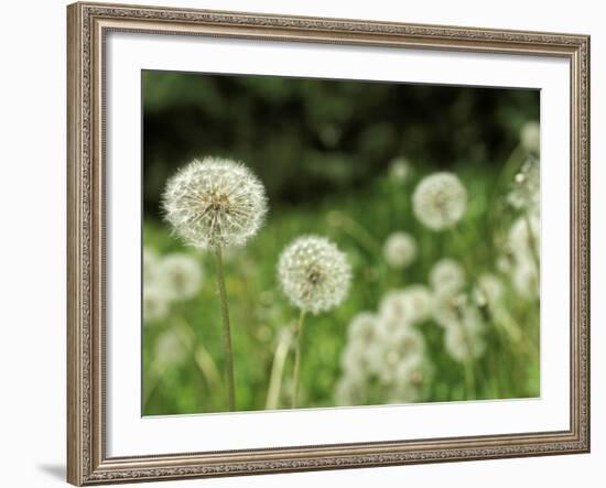 Dandelions, California, USA-Savanah Stewart-Framed Photographic Print