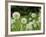 Dandelions, California, USA-Savanah Stewart-Framed Photographic Print