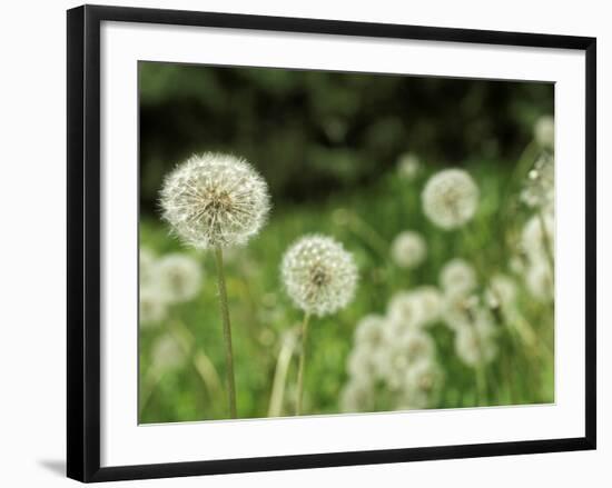 Dandelions, California, USA-Savanah Stewart-Framed Photographic Print