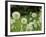 Dandelions, California, USA-Savanah Stewart-Framed Photographic Print