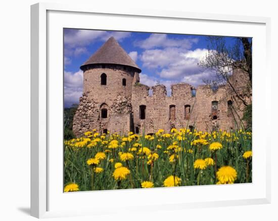 Dandelions Surround Cesis Castle, Latvia-Janis Miglavs-Framed Photographic Print