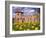 Dandelions Surround Cesis Castle, Latvia-Janis Miglavs-Framed Photographic Print