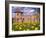 Dandelions Surround Cesis Castle, Latvia-Janis Miglavs-Framed Photographic Print