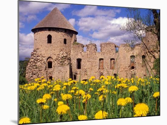 Dandelions Surround Cesis Castle, Latvia-Janis Miglavs-Mounted Photographic Print