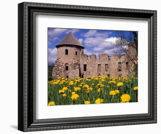 Dandelions Surround Cesis Castle, Latvia-Janis Miglavs-Framed Photographic Print