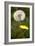 Dandelions (Taraxacum Officinale)-Dr. Keith Wheeler-Framed Photographic Print