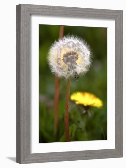 Dandelions (Taraxacum Officinale)-Dr. Keith Wheeler-Framed Photographic Print