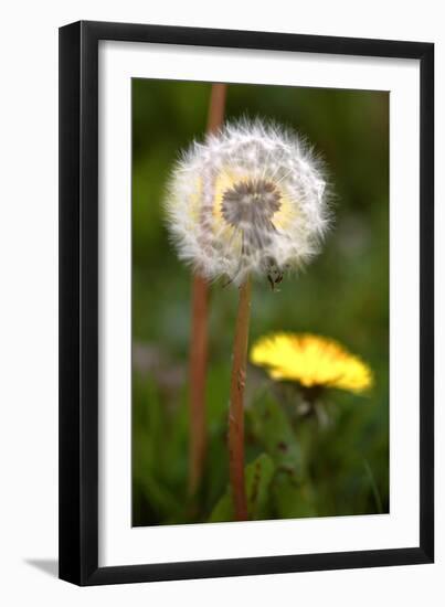 Dandelions (Taraxacum Officinale)-Dr. Keith Wheeler-Framed Photographic Print
