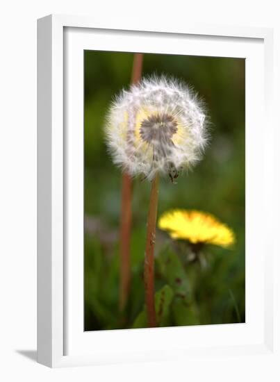 Dandelions (Taraxacum Officinale)-Dr. Keith Wheeler-Framed Photographic Print