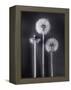 Dandelions-Graeme Harris-Framed Premier Image Canvas