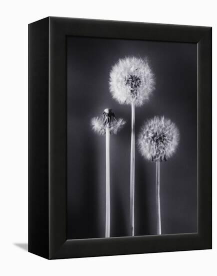 Dandelions-Graeme Harris-Framed Premier Image Canvas