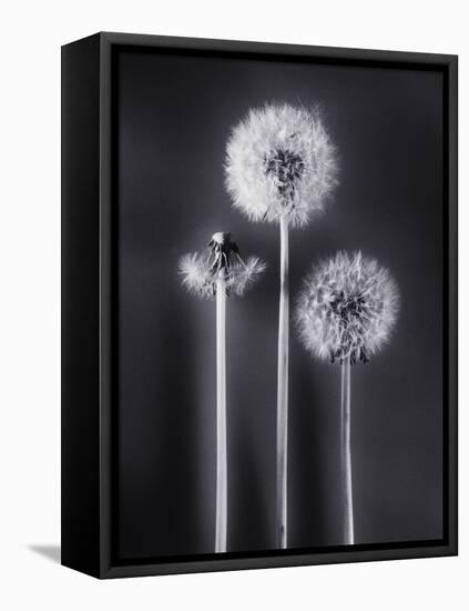 Dandelions-Graeme Harris-Framed Premier Image Canvas