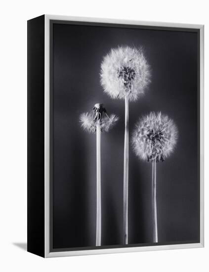 Dandelions-Graeme Harris-Framed Premier Image Canvas