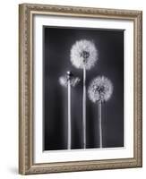 Dandelions-Graeme Harris-Framed Photographic Print