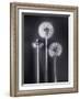 Dandelions-Graeme Harris-Framed Photographic Print