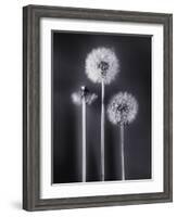 Dandelions-Graeme Harris-Framed Photographic Print