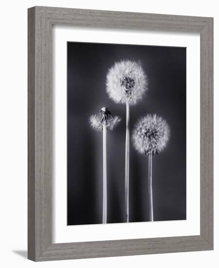 Dandelions-Graeme Harris-Framed Photographic Print