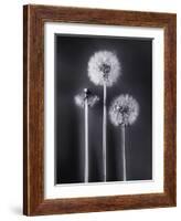 Dandelions-Graeme Harris-Framed Photographic Print