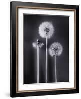 Dandelions-Graeme Harris-Framed Photographic Print