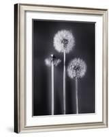 Dandelions-Graeme Harris-Framed Photographic Print