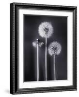 Dandelions-Graeme Harris-Framed Photographic Print
