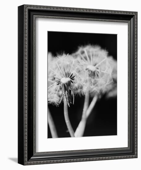 Dandelions-null-Framed Photographic Print