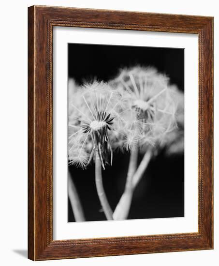Dandelions-null-Framed Photographic Print