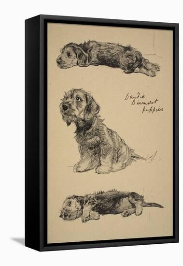 Dandie Dinmont Puppies, 1930, Just Among Friends, Aldin, Cecil Charles Windsor-Cecil Aldin-Framed Premier Image Canvas