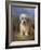 Dandie Dinmont Terrier-Lilian Cheviot-Framed Giclee Print